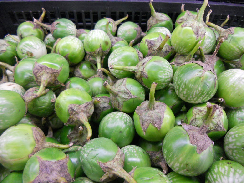 Thai green eggplants